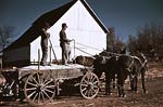 Horses and wagon, southeastern Georgia 1940