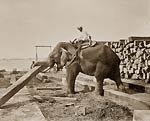 Burmah, working elephant lifting timber
