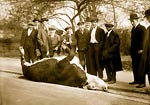 Shot Bull in Central Park, NYC