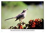 Northern Mockingbird (Mimus Polyglottos)