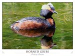 Horned Grebe (Podiceps Auritus)