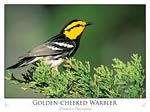 Golden-Cheeked Warbler (Dendroica Chrysoparia)
