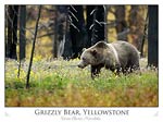 Grizzly Bear in Yellowstone National Park (Ursus Arctos Horribil