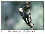 White-headed woodpecker (Picoides albolarvatus)