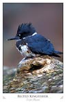Belted Kingfisher (Ceryl alcyon)