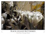 Black-legged Kittiwakes, Shumagin islands (Rissa tridactyla)