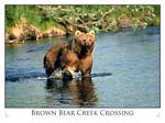 Brown Bear in Creek