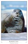 Bearded Seal Portrait (Erignathus barbatus)