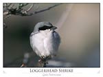 Loggerhead Shrike (Lanius Iudovicianus)