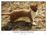 Short-tailed Weasel (Mustela ermina)