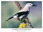 Clark's Nutcracker (Nucifraga columbiana)