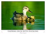 Gadwall duck with duckling (Anas strepera)