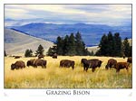 Bison (National Bison Range, Montana)