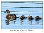 American Wigeon Brood (Anas americana)
