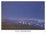 Black-backed Gulls at Shoreline