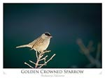 Golden Crowned Sparrow (Basileuterus culicivorus)