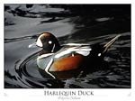 Harlequin Duck (Polycera chilluna)