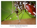 Aedes albopictus mosquito feeding on human blood