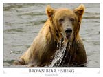 Brown Bear Fishing (Ursus arctos)