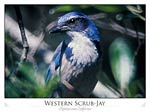 Western Scrub Jay (Aphelocoma california)