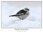 Snow Bunting (Plectrophenax nivalis)
