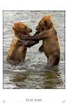 Brown Bear Cubs (Ursus arctos)