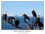 Bald Eagles (Haliaeetus leucocephalus)