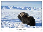 Muskox Bull (Ovibos Moschatus)