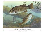 Smallmouth Bass (Micropterus dolomieu)
