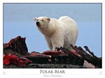 Polar bear on whale carcass (Ursus maritimus)