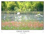 Great Egrets (Ardea alba)