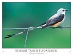 Scissor tailed flycatcher