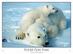 Polar bear with cub (Ursus maritimus)