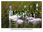 Trumpeter Swan Brood (Cygnus cygnus)