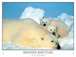 Polar Bear and Cubs (Ursus maritimus)