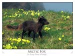 Arctic Fox (Alopex lagopus)