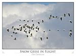 Snow Geese in Flight (Chen caerulescens)