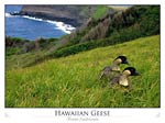 Hawaiian Geese - Nene (Branta sandvicensis)