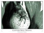 Cotton Boll Weevil