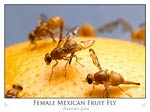 Female Mexican fruit fly