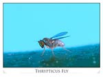 Thrypticus fly