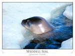 Weddell Seal at Breathing Hole