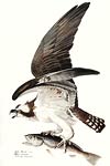 Osprey by John Audubon