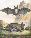 Bats by George-Louis Buffon