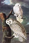 Snowy Owl John James Audubon