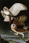 Barn Owl John James Audubon