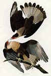 Brasilian Caracara Eagle John James Audubon