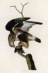 Rough-legged Falcon John James Audubon