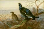 A Blackcock and Grey Hen perched by Archibald Thornburn