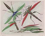 Red shouldered stick insect, Tropidoderus rhodomus